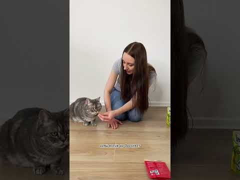 Как научить кота команде ЛЕЖАТЬ?
