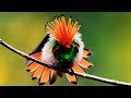 10 Most Beautiful Hummingbirds In The World