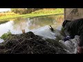 Beaver Dam Removal #2