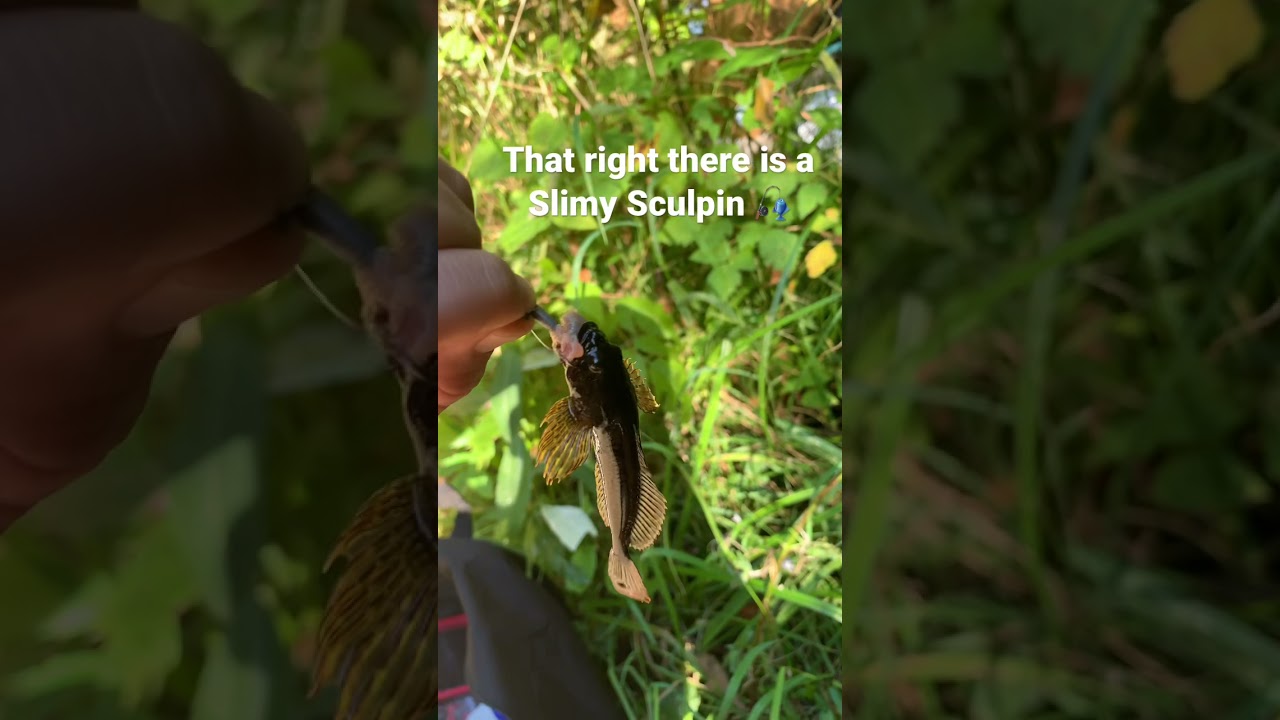 Slimy Sculpin