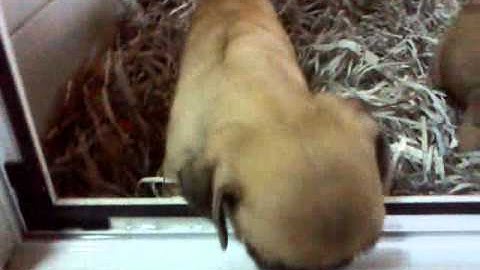 Pug-Mops video 15-10-11 Dogcenter