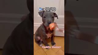 Puppy Lovers, You're Gonna Want to See This 😍🐶❤️ by Gods Creations Daily 2,023 views 1 year ago 1 minute, 38 seconds