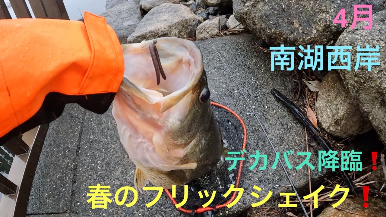 【バス釣り】春のフリックシェイクでデカバス❗️琵琶湖　南湖