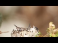 Hummingbirds pooping