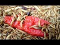 大量のミルワームに激辛ジョロキアをあげてみた結果…衝撃の結果に！