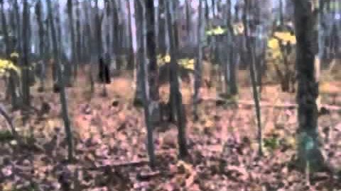 Real Bigfoot Footage from Pennsylvania