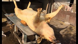 Откуда Мясо на Прилавках в Магазинах? / Разделка Туши Свиньи от Начала до Конца / Butchering a Pig