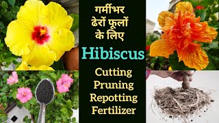 गर्मीभर ढेरों फूलों के लिए HIBISCUS CARE, Best HIBISCUS FERTILIZER Cutting pruning repotting एक साथ