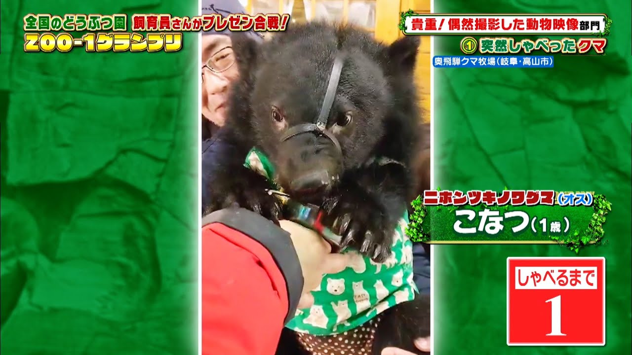 突然しゃべったクマ［奥飛騨クマ牧場］『ZOO-1グランプリ』11/30(火