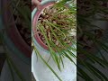 Giardinaggio/Gartenarbeit/jardinage/園芸/Gardening/berkebun/बागवानी/การทำสวน/种植/田園/veg/garlic🧄