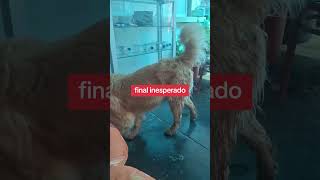 mascota no sabia que buscaba hasta que al final