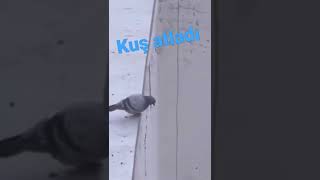 İntihar Eden Kuş.. Üzücü