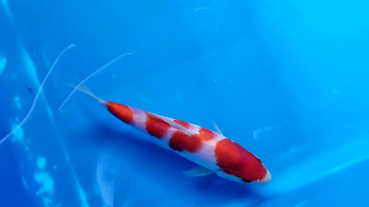 第5回ライブ鯉カップ Part I】260208-003の出品鯉のご紹介！！ - YouTube