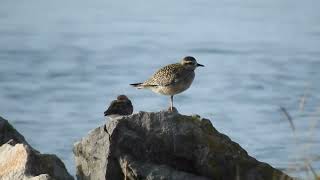 Chorlito dorado americano ( Pluvialis dominica ) Colindres, Cantabria.