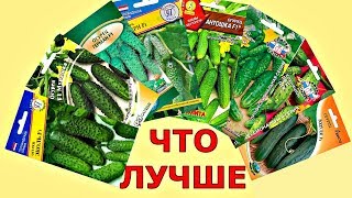 КАК выбрать СЕМЕНА ОГУРЦОВ? Какой сорт лучше?