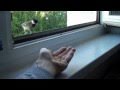 Tame a great tit  zhmung einer meise part 1