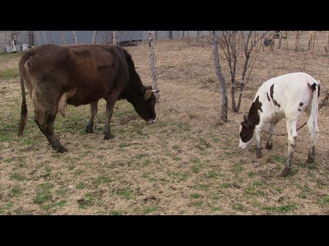 რამდენს იწველის მეორე მოგებაზე ქვემო ქართლის ძროხა