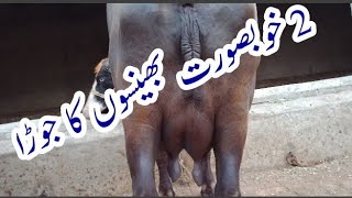 اعلی نسل کی 2 خو ب صورت بھینسیں برائے فروخت  23/06/2020