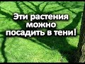 Эти растения можно посадить в тени!