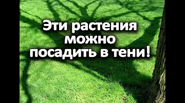 Эти растения можно посадить в тени!