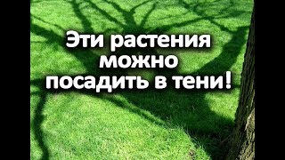 Эти растения можно посадить в тени! Эти растения можно посадить в тени!