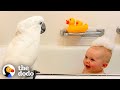Cockatoo And Baby Boy Do Everything Together | The Dodo Soulmates