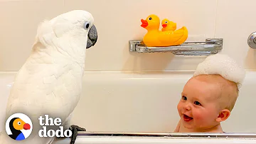Cockatoo And Baby Boy Do Everything Together | The Dodo Soulmates