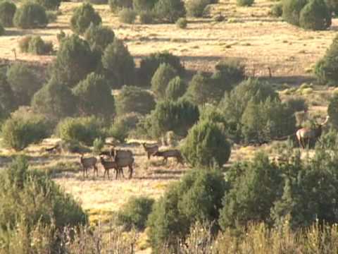 Dustin Kuhns 2009 Elk Hunt with Kirk and Darr Colb...