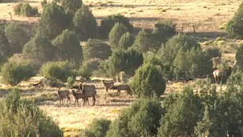 Dustin Kuhns 2009 Elk Hunt with Kirk and Darr Colb...