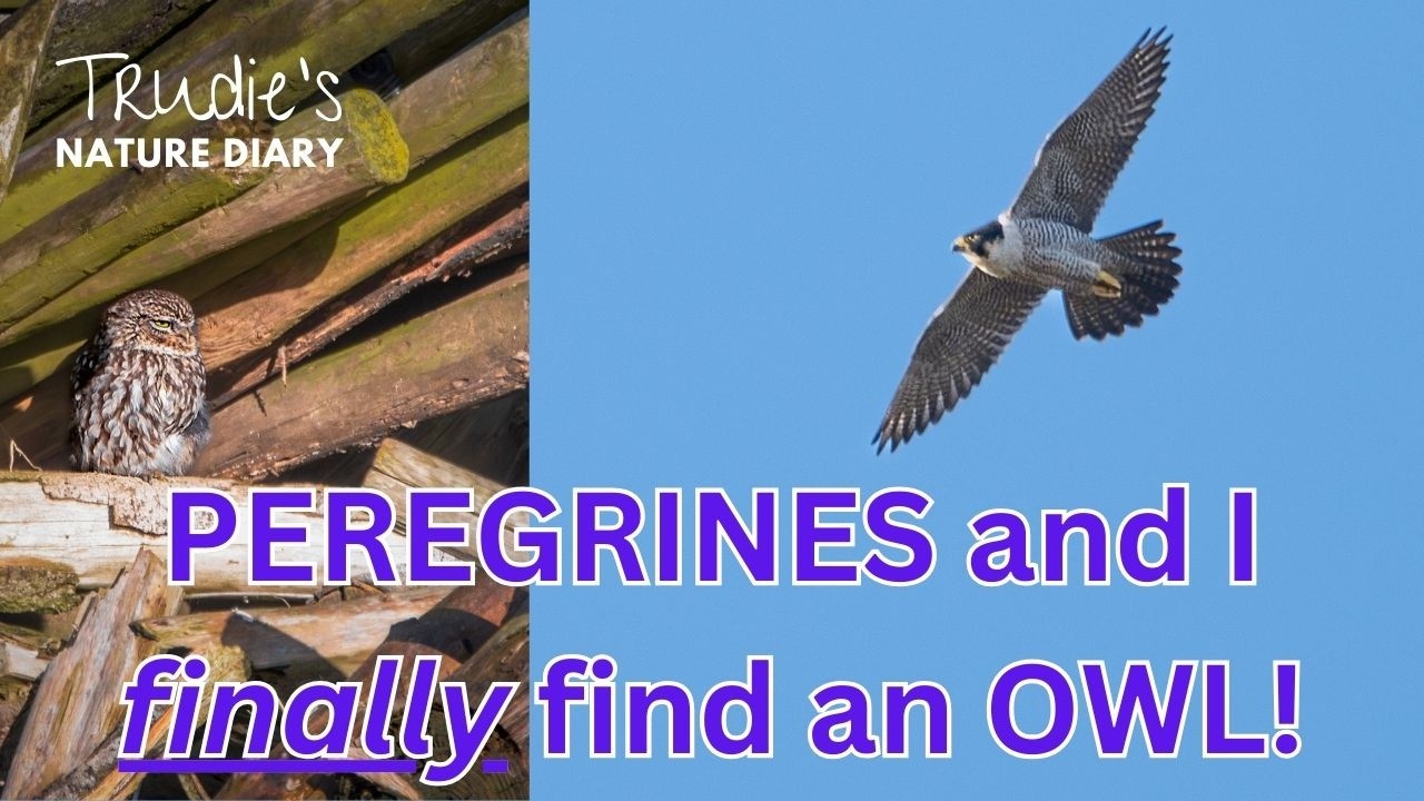 An Owl and a Peregrine at Wicken Fen | Nature Diary | Wildlife Photography