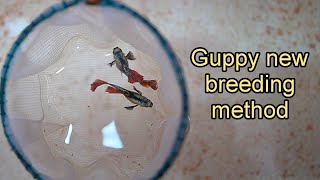 New Guppy breeding method for beginners | தமிழ்