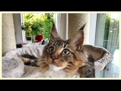 Video: Maine Coon është Një Gjigant Me Gëzof