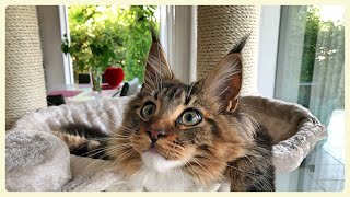 Maine Coon kittens. Episode 26. Archie and washing pants