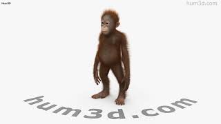 オランウータンの赤ちゃん 3dモデル 動物 On Hum3d