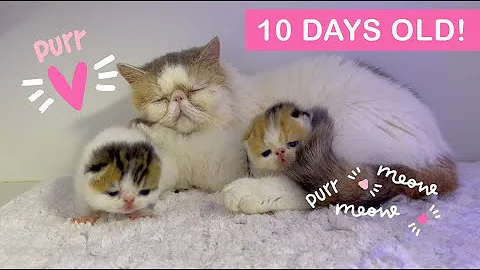 Watch the video about Her Purr Says It All! Mon Chéri Cattery Exotic Shorthair Cat Nursing Chubby Kittens 💕🐱💕🐱💕