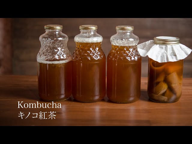 Kombucha】 コンブチャ（紅茶キノコ）作り方【JAPANESE FOOD COOKING