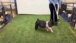 Information 6-9 Cross Gilt  Update
