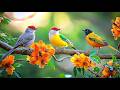 Stress Less At Work Birdsong Piano Instant Relief 