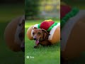 ฮอตด็อกมีชีวิต (The Living Hot Dog)