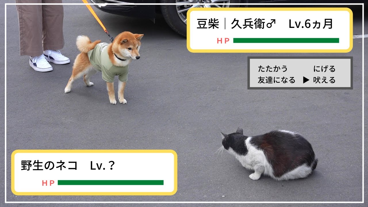 豆柴 Vs 猫 ポケモンのバトルシーンみたいな状況になった結果 どっちが勝ったのか笑 Youtube