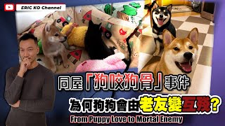 同屋狗『狗咬狗骨』事件為何狗狗會由老友變互殘? From Puppy Love to Mortal Enemy