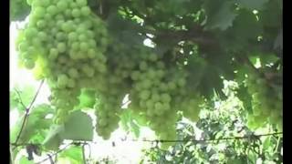 26 1 — Сорта и гибридные формы винограда Часть 1