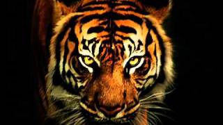 Survivor - Eye Of The Tiger (with lyrics).mp4