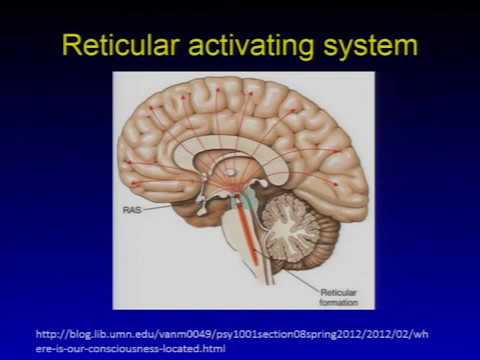 Nervous Systems # important anatomy and physiology - YouTube