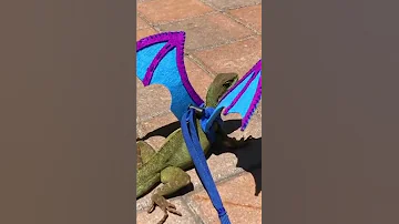 Epic Lizard Gets Ready For Game Of Thrones Premiere HouseOfDragons GoT Shorts 