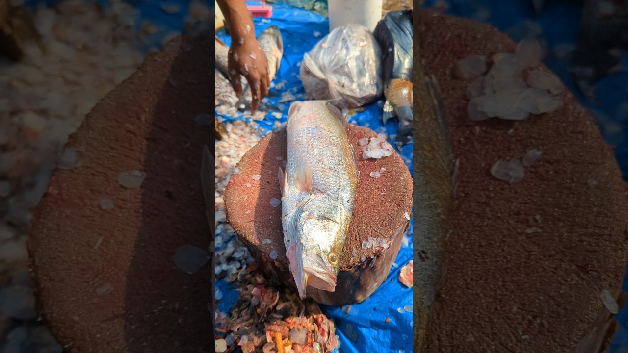 Expensive & Tasty Coral Fish Cutting Skills by Expert 😳 || 