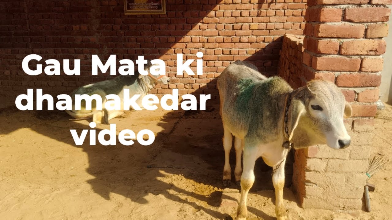 Gau Mata ki dhamakedar video