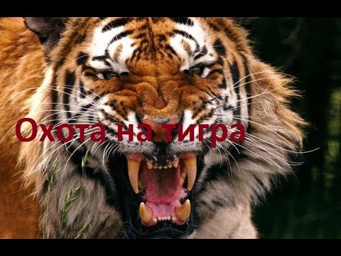 Video: Tigre So šabľami Sú Nažive: Dôkazy O Africkom Lovcovi - Alternatívny Pohľad