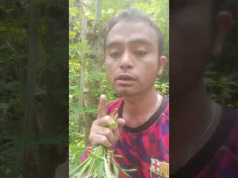 masarap sa gulay