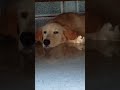 Look at this face😍♥️ #shorts #shortsfeed #viral #trending #love #cute #labrador #ytshorts #pyaar